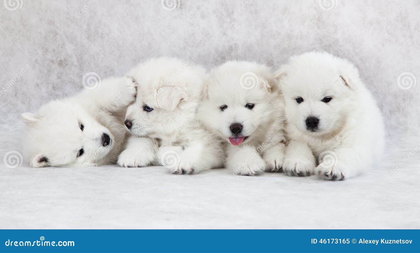 Cachorros De Samoyedo De Un Mes De Edad Imagen de archivo - Imagen de  samoyedo, mentira: 46173165, image size:1600x964