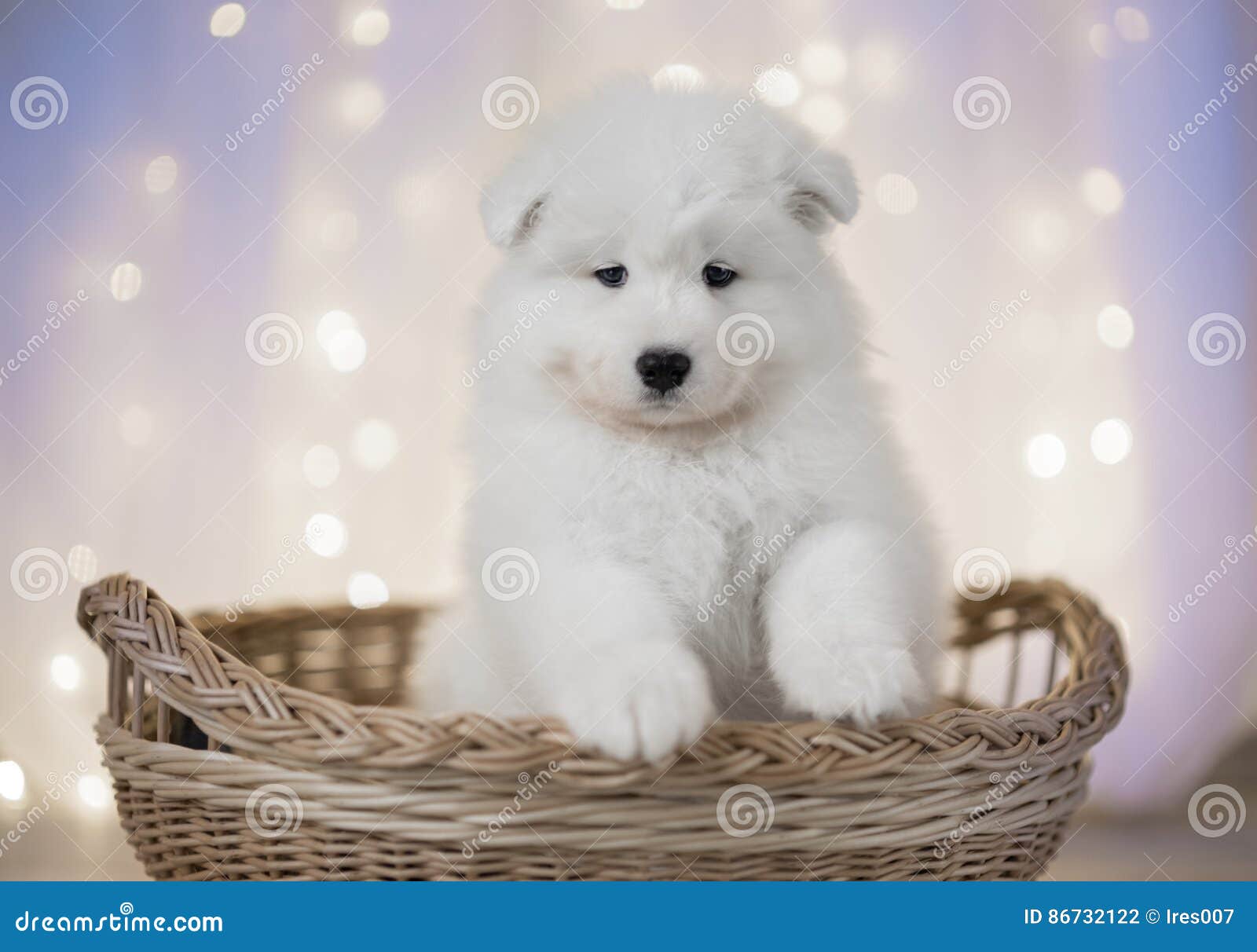 Cachorros Samoyedo foto de archivo. Imagen de blanco - 86732122, image size:1600x1212