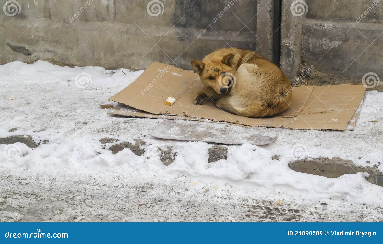 Бездомные животные зимой