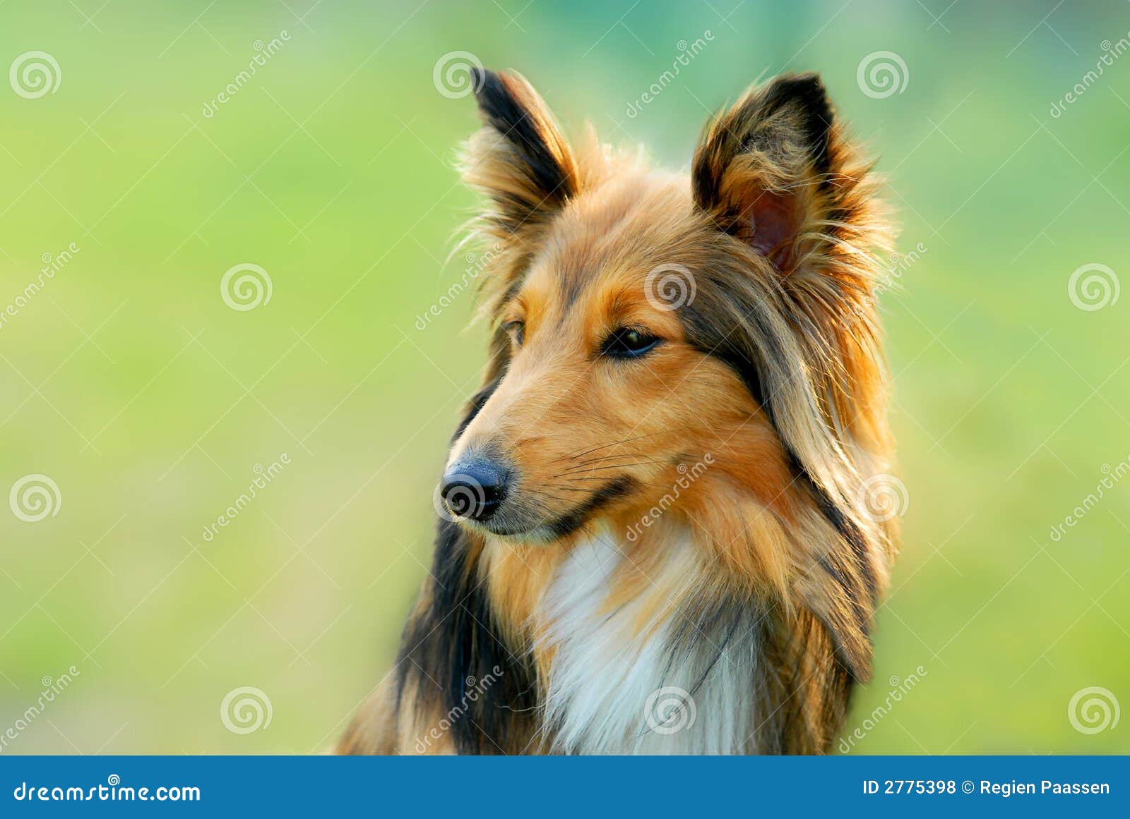 Retrato de un perro marrón lindo del lassie con el fondo de la hierba verde