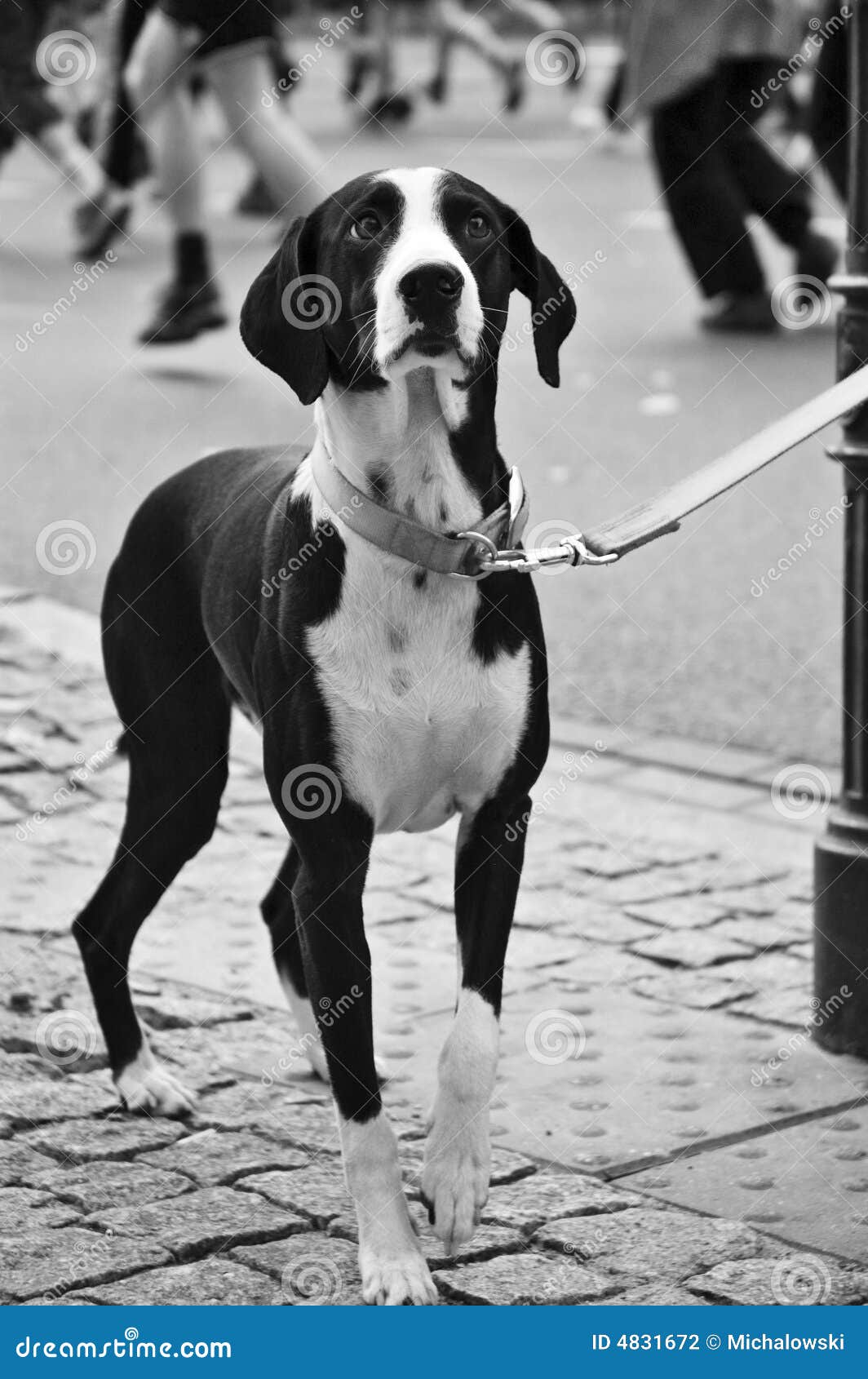 El perro en la consternación se coloca en la calle