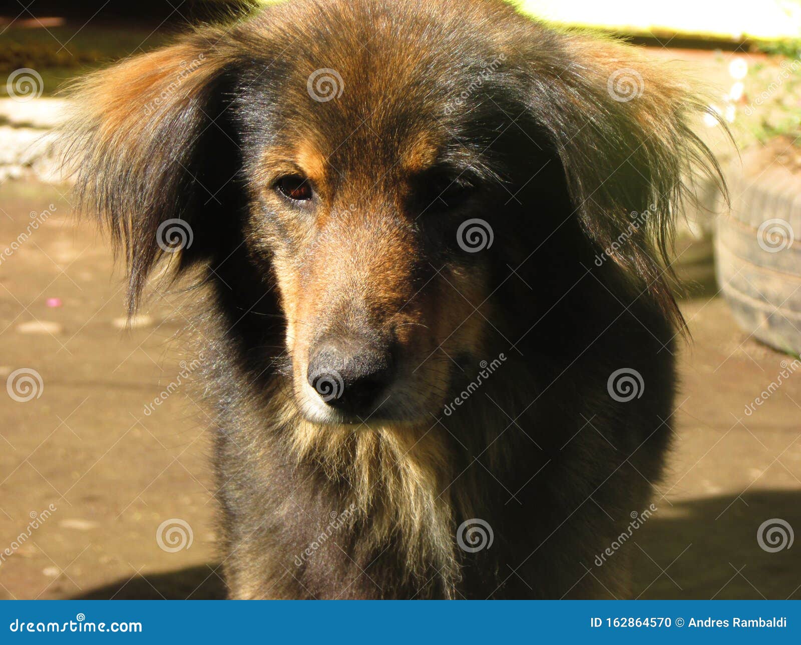 Perro Amigable Y Cortado En El Campo Chileno Linares Chile Foto De Archivo Imagen De Corte Cubo Perro Amigable Y Cortado En El Campo Chileno Linares Chile Foto De Archivo Imagen De Corte Cubo
