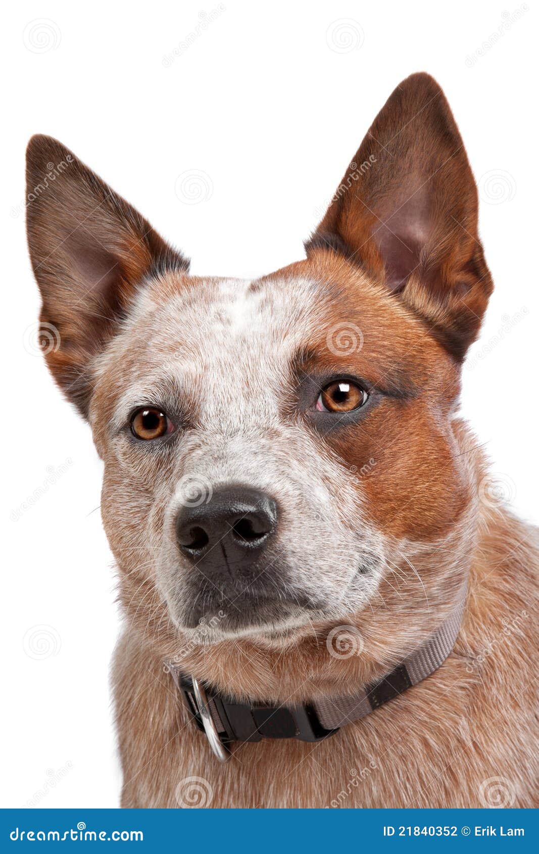 Perro Australiano Del Ganado Foto de archivo Imagen de australiano