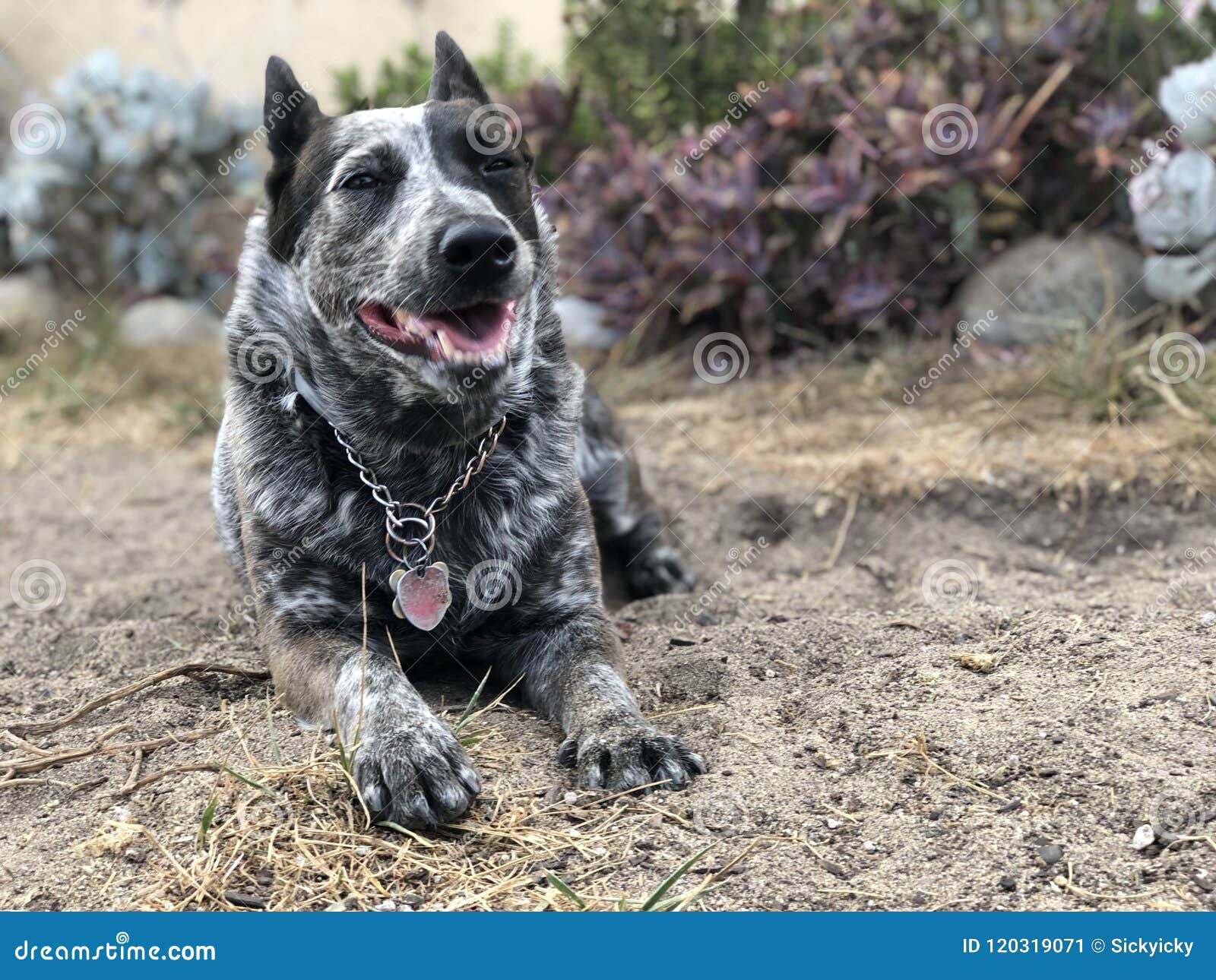 Blue Heeler Australian Cattle Dog Imagen de archivo - Imagen de perro,  australiano: 120319071, image size:1600x1290