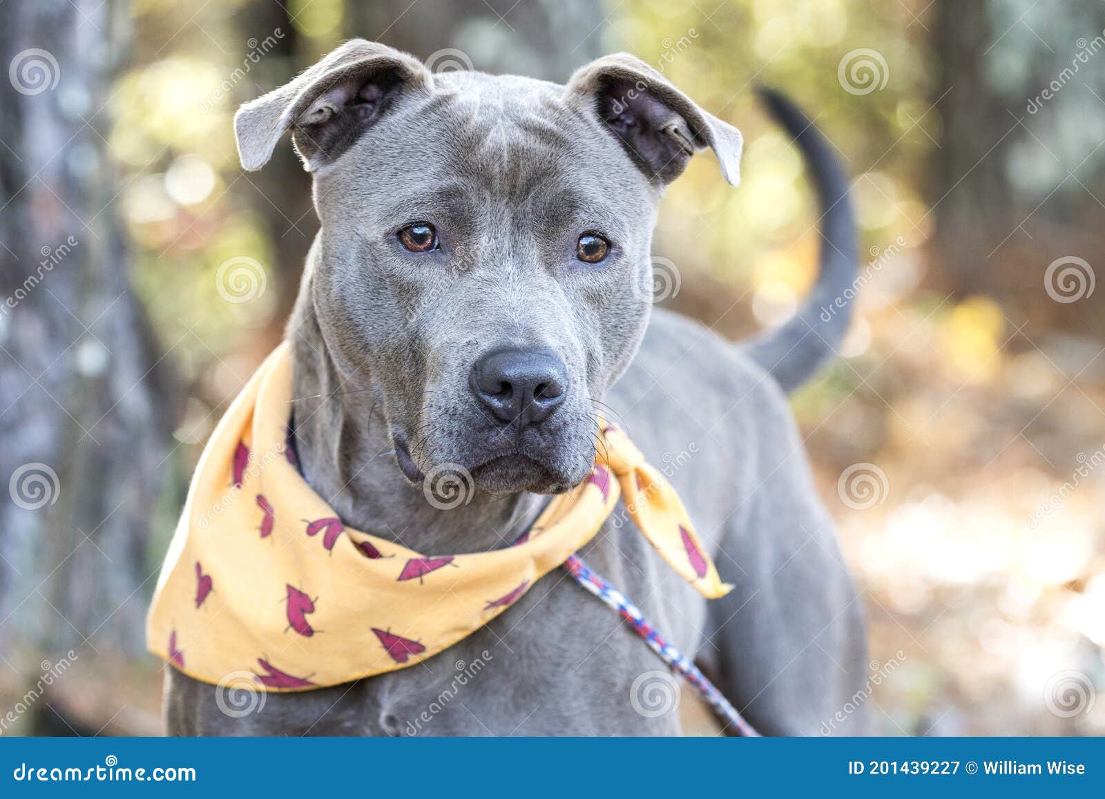 perro azul de bull terrier puntual con el panuelo de color de la caida en el correo imagen de archivo imagen de ingenio hueco 201439227