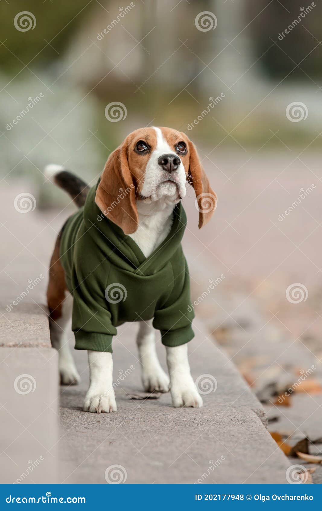Perro Beagle. Perro En Capucha. de archivo - Imagen primer, perro: 202177948