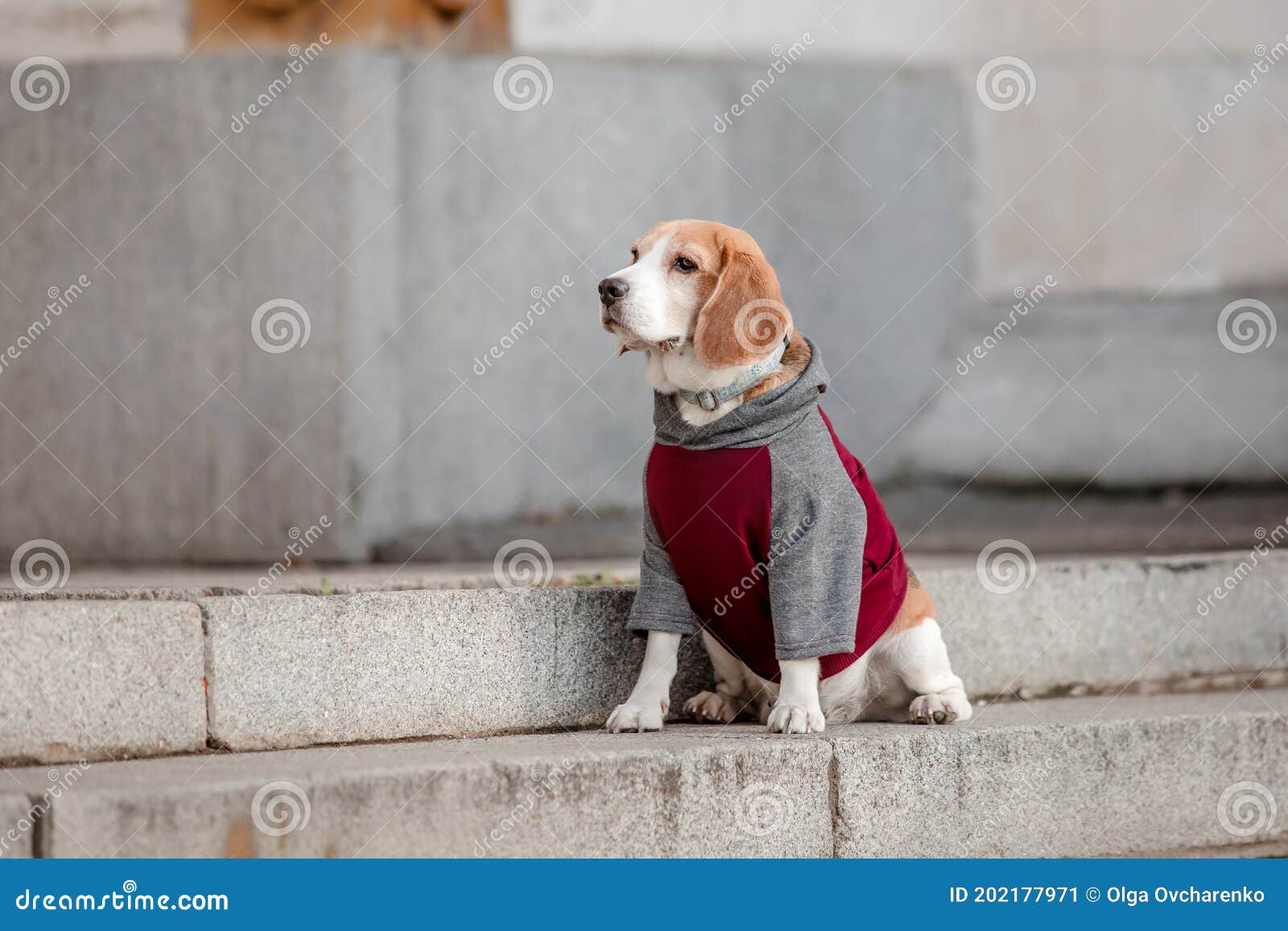Perro Beagle. Perro En Capucha. Imagen de archivo Imagen de perros, lindo: 202177971