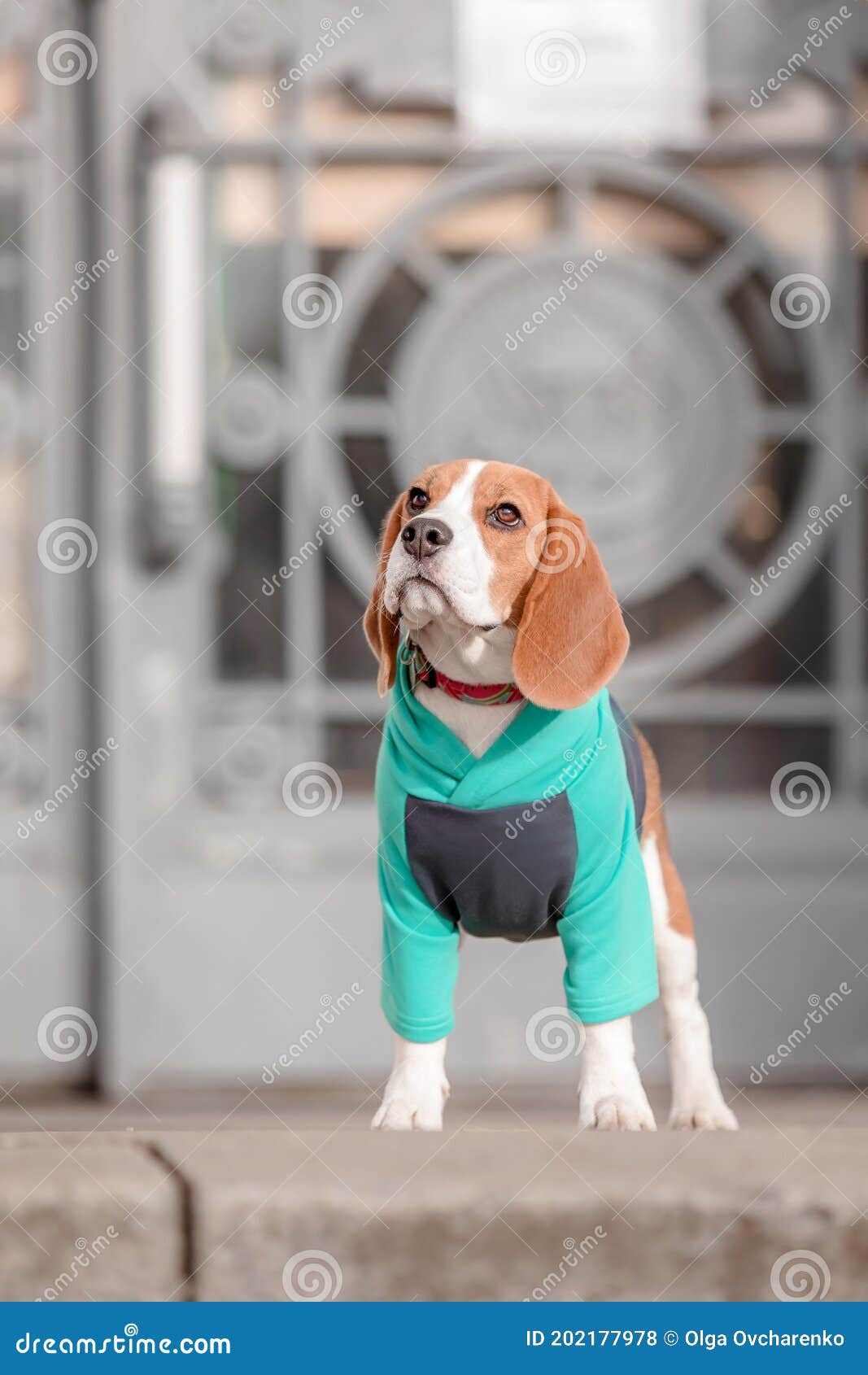 Perro Beagle. Perro En Capucha. Foto de archivo - de ropas: 202177978