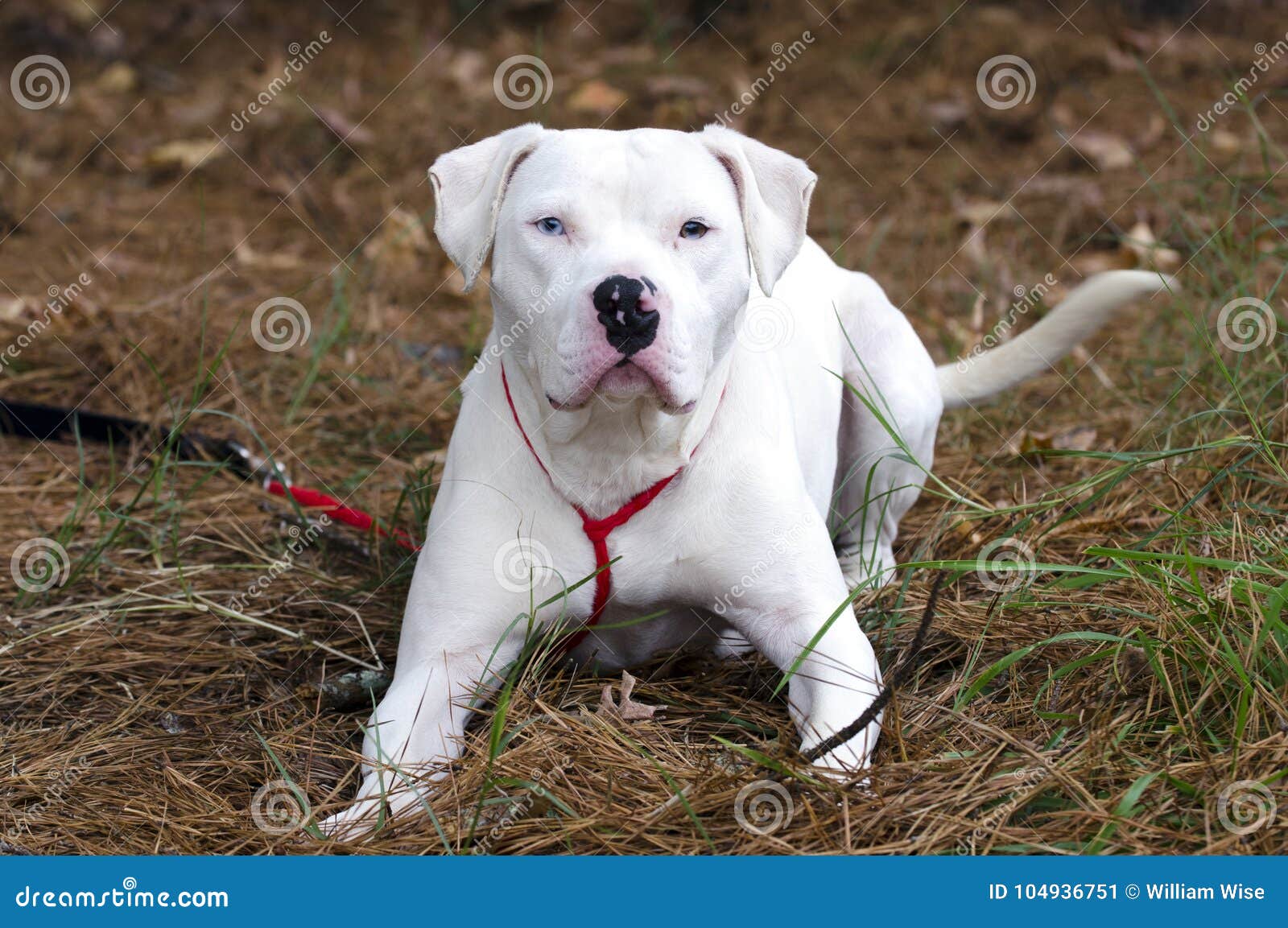 Perro Blanco De Pitbull Terrier Del Americano Con El Ojo Azul Imagen de  archivo - Imagen de gris, negro: 104936751, image size:1600x1153