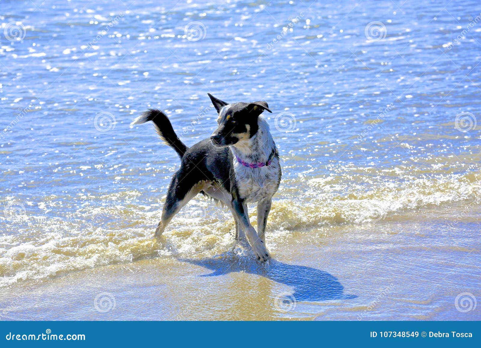 Perro blanco y negro imagen de archivo. Imagen de blanco - 107348549