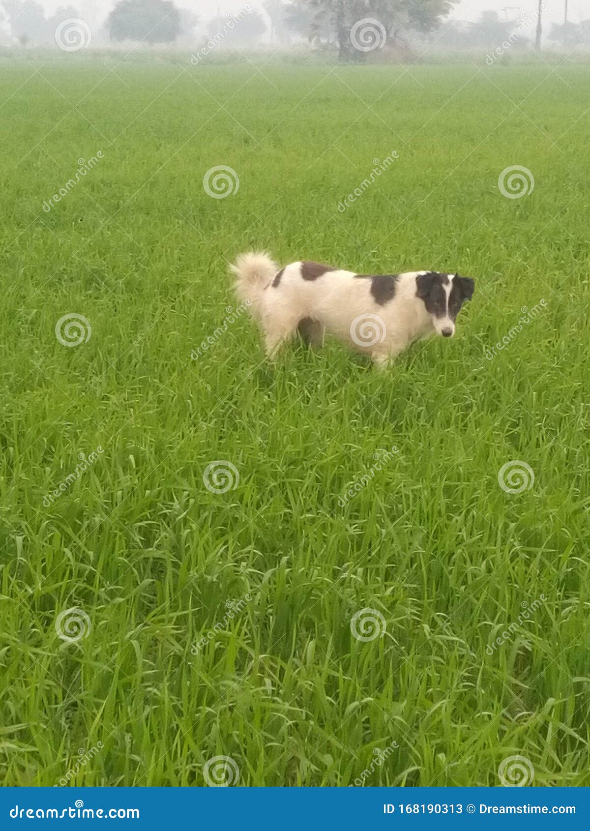Perro imagen de archivo. Imagen de verde, negro, campo 168190313