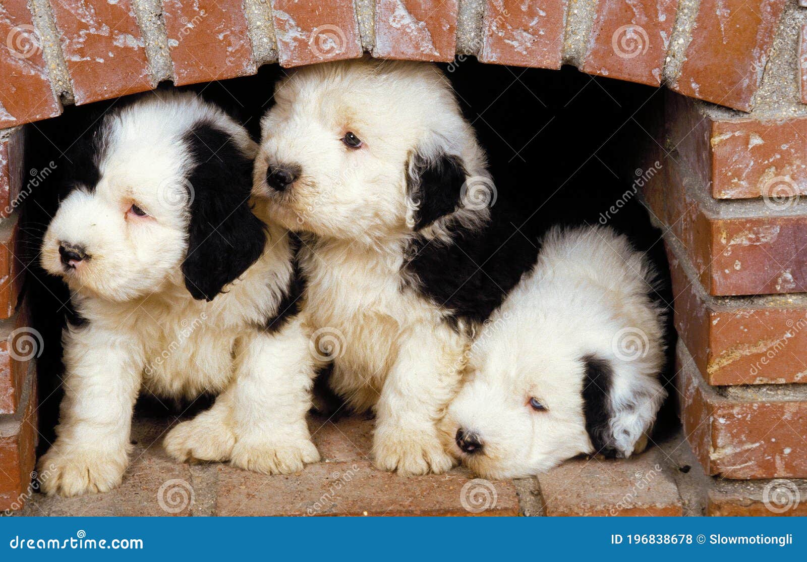 Cachorros Viejo Pastor Inglés 