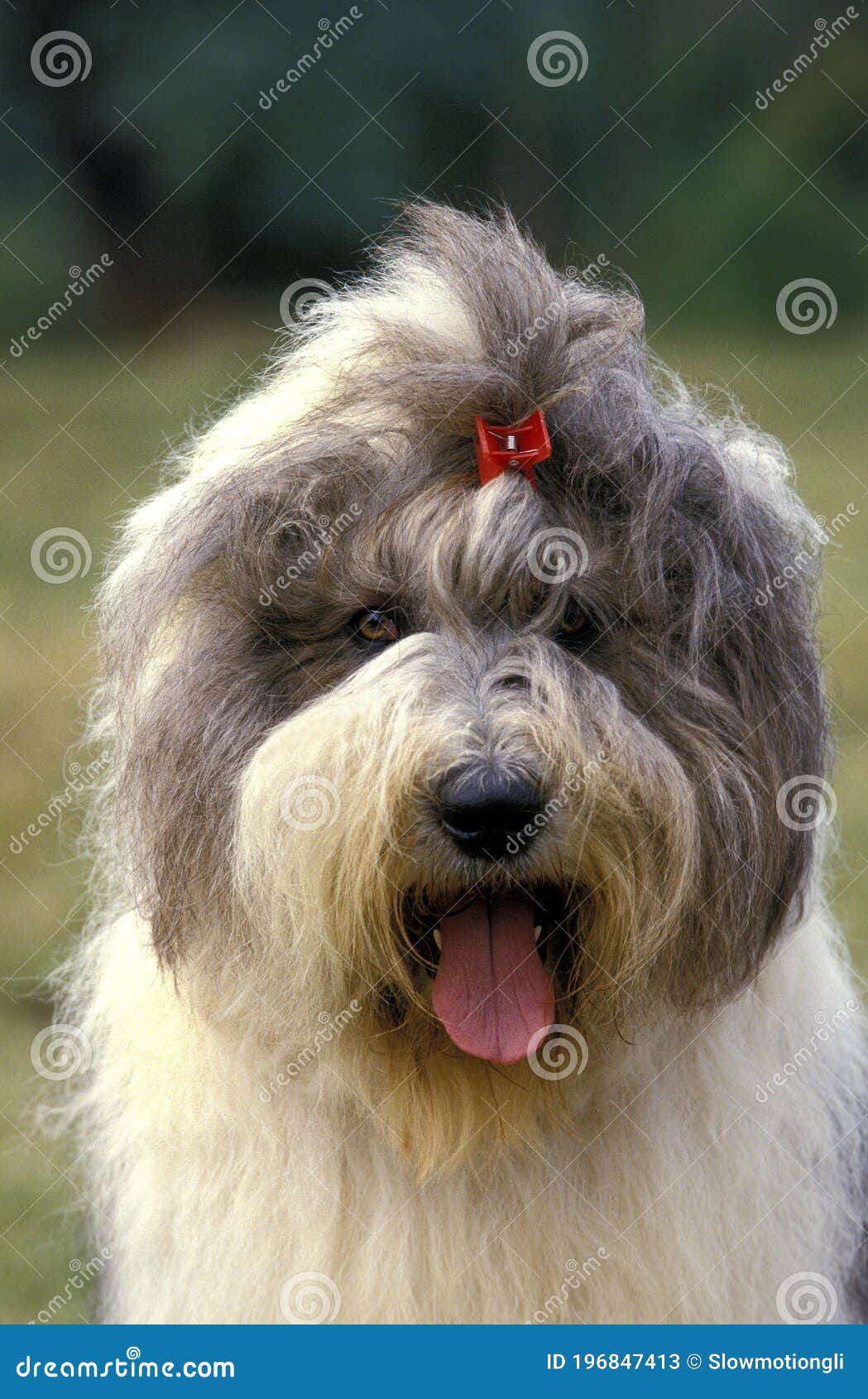 Bobtail Dog Perro Viejo Pastor Ingles Stock Photo 1162963276