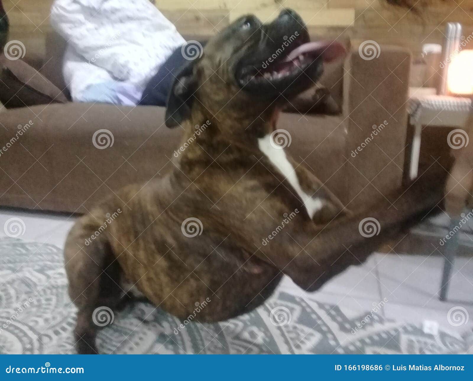 perro boxer feliz