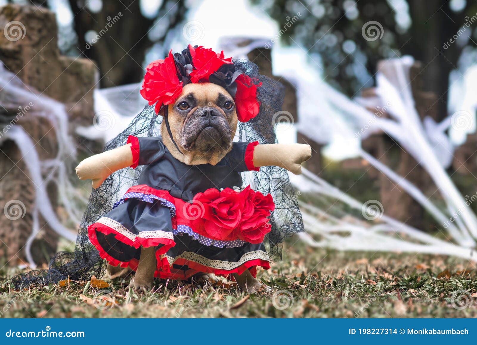 Perro Bulldog Francés Vestido Con El Disfraz De Halloween De La Catrina Con Vestido  Rojo Y Negro Con Flores De Rosa Y Velo De Enca Foto de archivo - Imagen de  vestido,