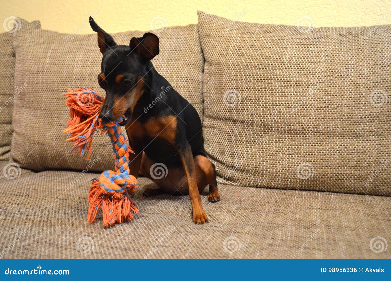 Perro Casero Alemán Del Pinscher Miniatura En Un Sofá Con Su Juguete Foto de archivo - Imagen de sofá, juguete: 98956336
