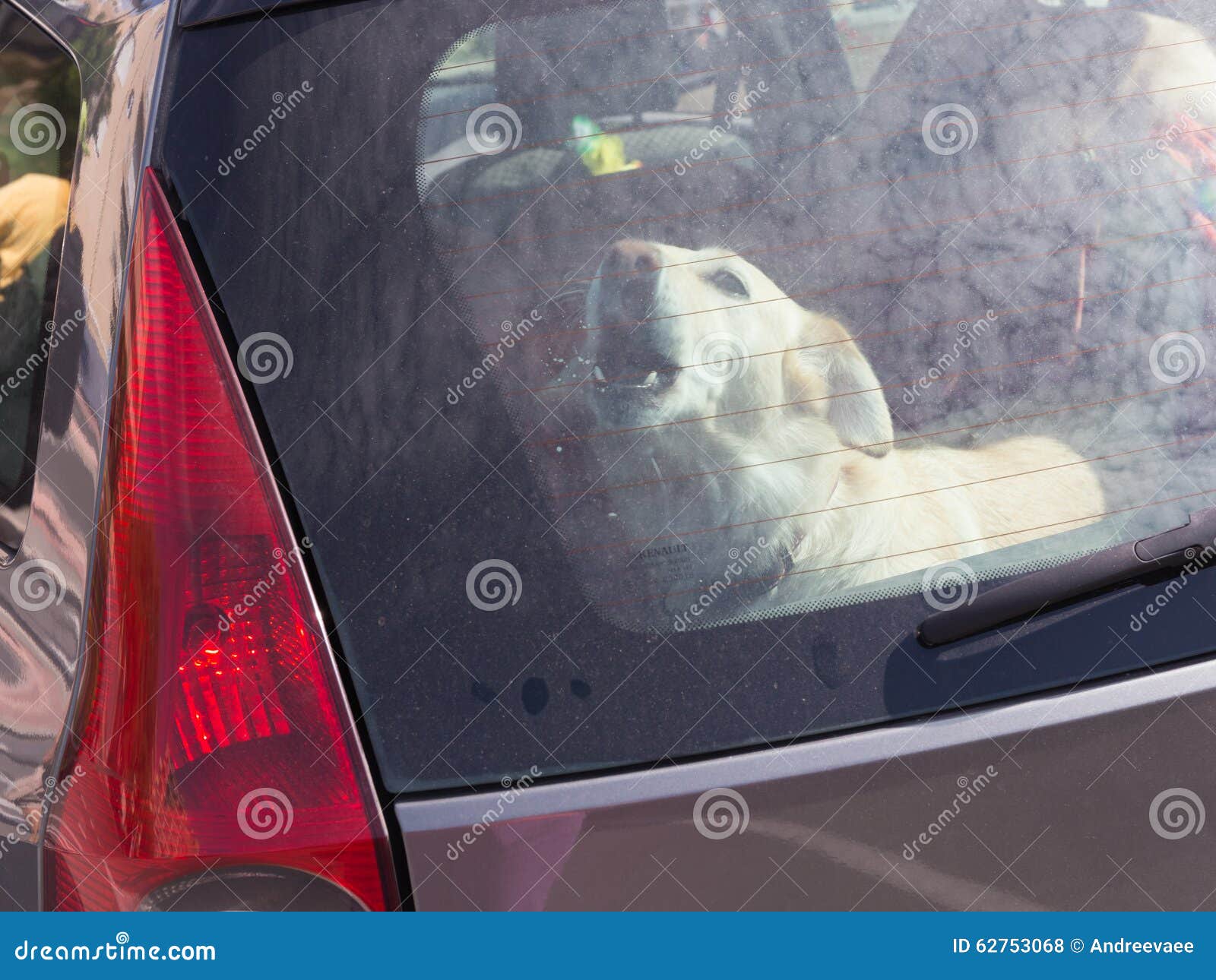 Labe Abuso Ambicioso Perro cerrado en un coche foto de archivo. Imagen de mascota - 62753068