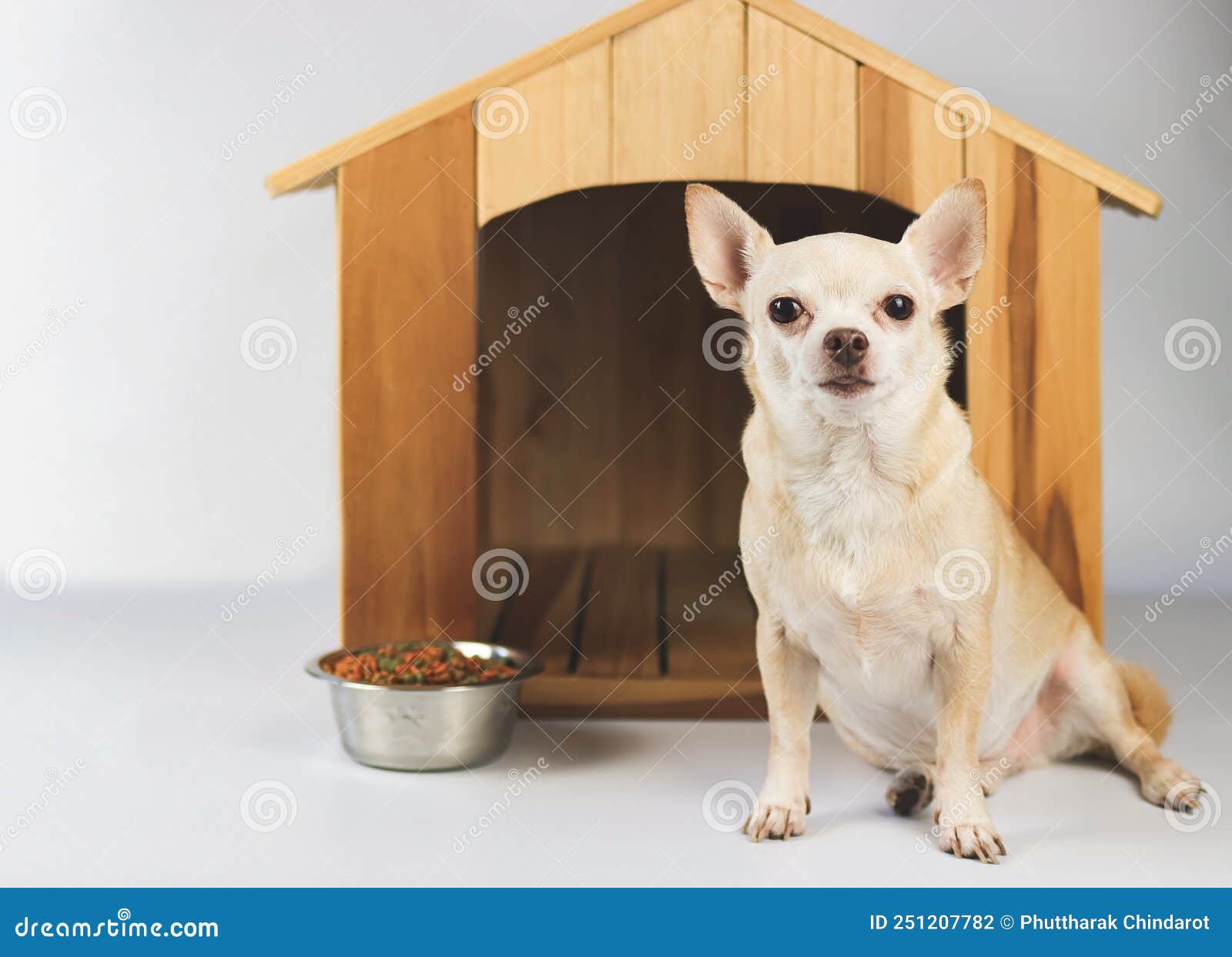 Perro Chihuahua De Pelo Corto Marrón Sentado Frente a Una Casa De Perros De  Madera Con Tazón De Comida Mirando La Cámara Aislada E Foto de archivo -  Imagen de entrada, animal