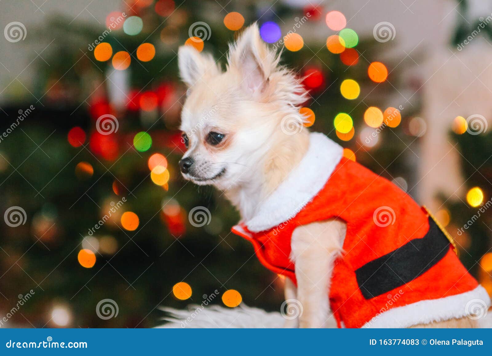 Perro Chihuahua Vestido Con El Disfraz De Santa Claus Sentado Bajo Un árbol Navidad Imagen de archivo - Imagen de traje, 163774083