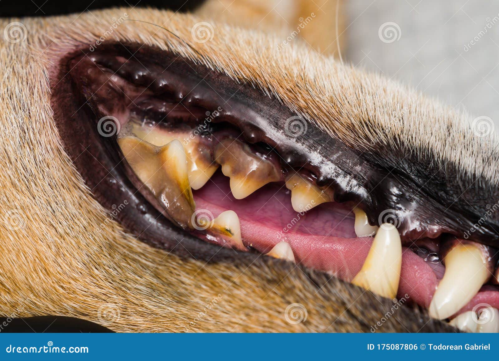 Perro Con Gingivitis Y Dientes Con Tartar Foto de archivo Imagen de