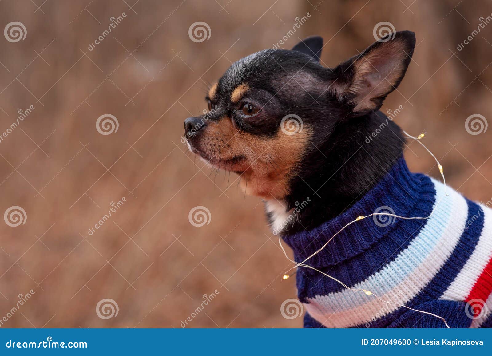 también Corea Propuesta alternativa Perro Con Ropa Para Caminar. Adorable Perro Chihuahua Al Aire Libre En Un  Suéter. Perro En Invierno O Otoño Foto de archivo - Imagen de retrato,  animal: 207049600