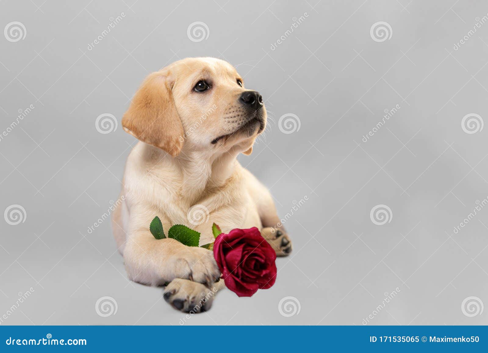 Perro Con Rosa Cachorro Labrador Aislado En Blanco Imagen de archivo