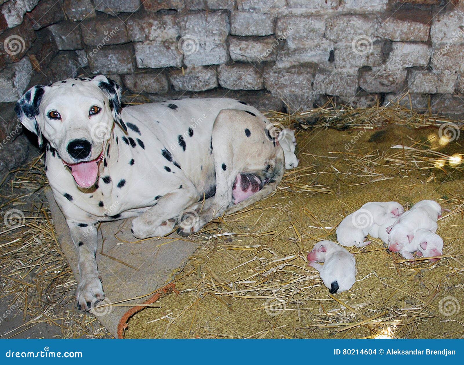 Perro Dálmata Con Día Recién Nacido De Los Bebés Solamente Un Foto De Archivo Imagen De Bebés Perro 80214604
