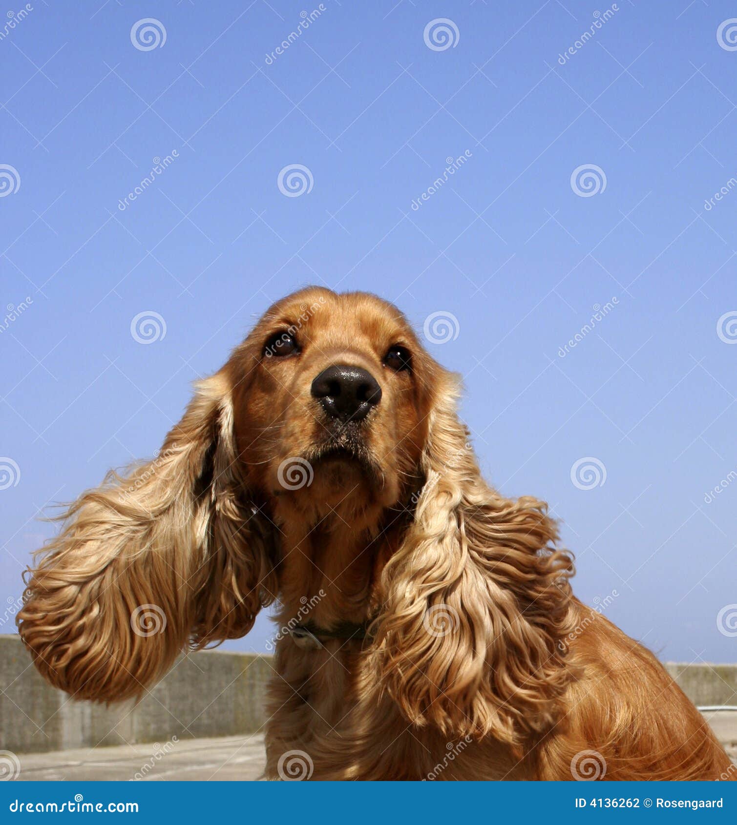 Perro De Aguas De Cocker En Cielo Azul Foto de archivo - Imagen de azul, animal: 4136262 Perro De Aguas De Cocker En Cielo Azul Foto de archivo - Imagen de azul, animal: 4136262