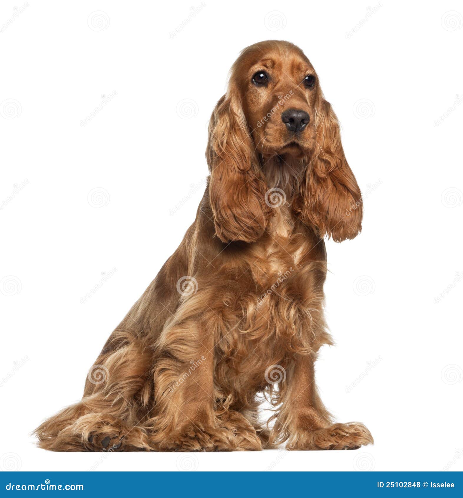 Perro De Aguas De Cocker Ingles 9 Meses Sentandose Foto De Archivo Imagen De Corte Estudio Perro De Aguas De Cocker Ingles 9 Meses Sentandose Foto De Archivo Imagen De Corte Estudio