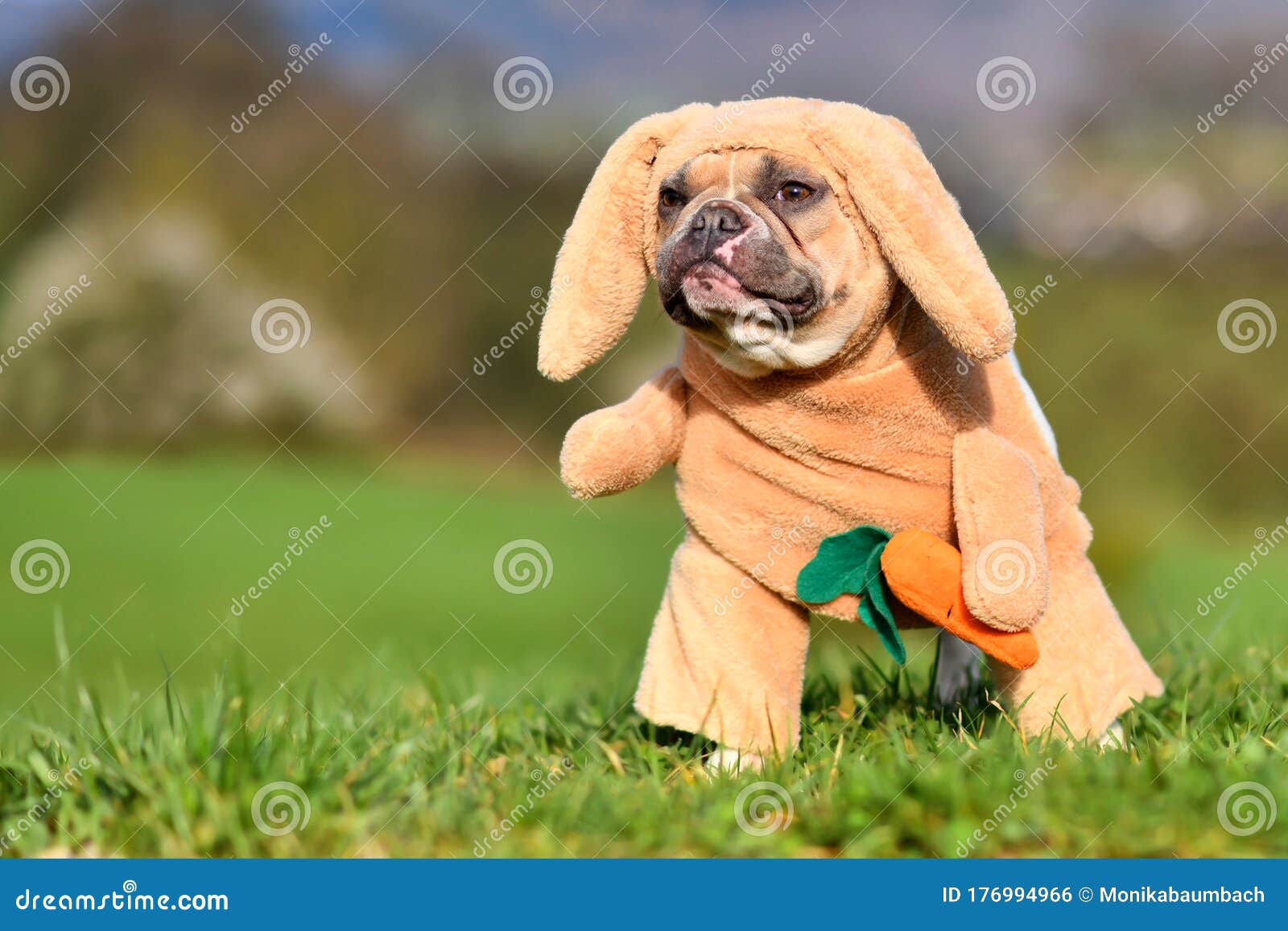 Perro De Francés Divertido Y Rojo Disfrazado De Conejo De Con Traje De Conejo De Completo Con Orejas Colgant Foto de archivo - Imagen de purebred, completo: 176994966