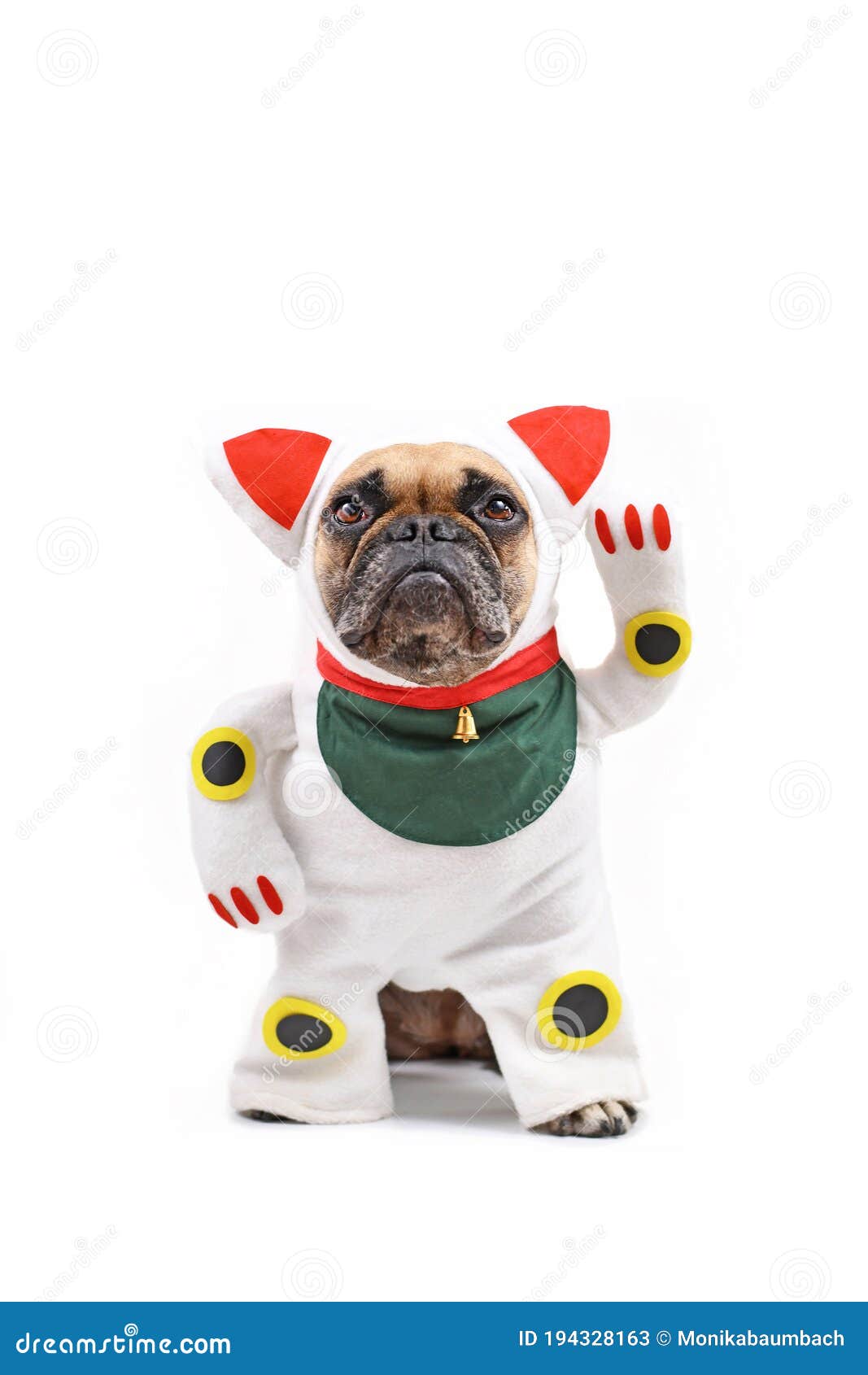 Perro De Bulldog Francés Gracioso Vestido El Tradicional Japonés Llamado Maneki Neko Wining De Gato Afortunado Con Un Imagen de archivo - Imagen de mascota, saludo: 194328163