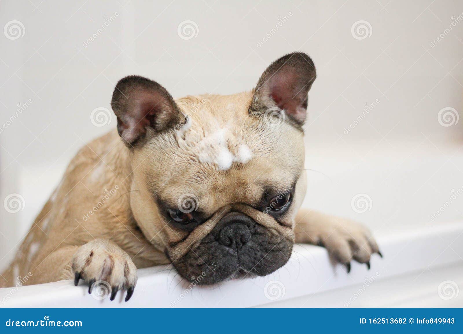 Perro De Bulldog Francés Muy Triste, Mojado En El Baño Foto de archivo -  Imagen de burbujas, colada: 162513682