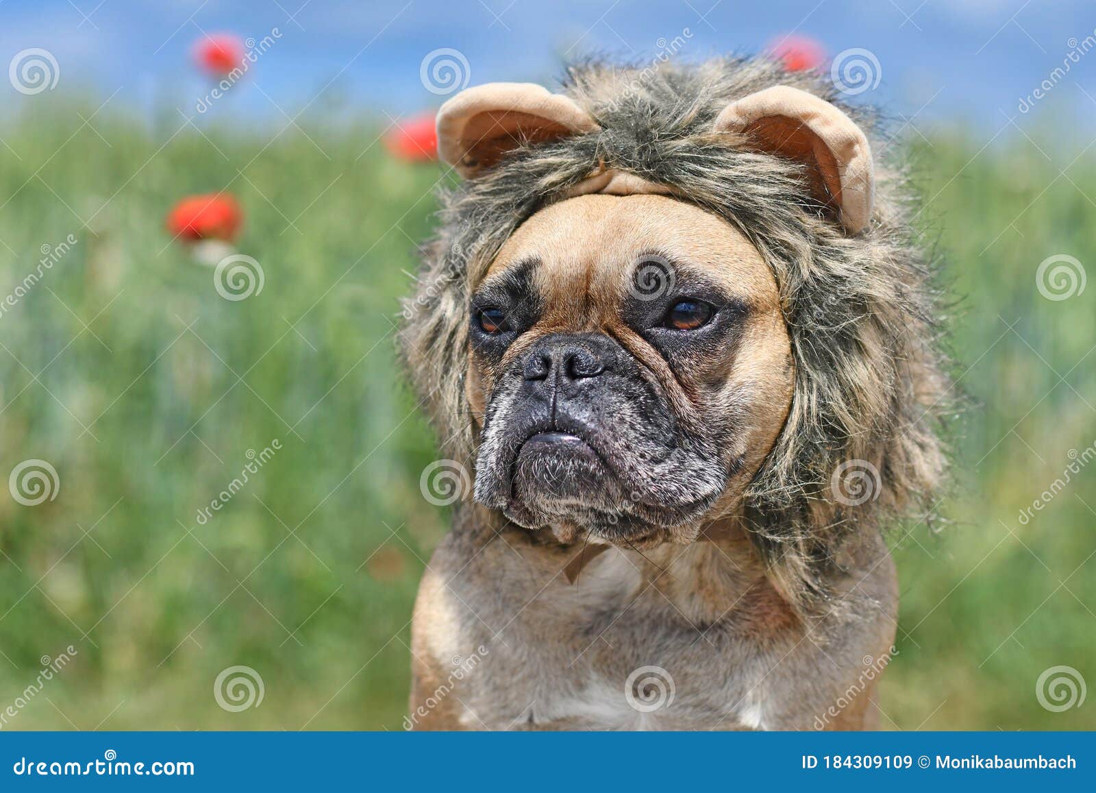 Detector tema cómodo Perro De Bulldog Francés Vestido Con La Banda De La Cabeza De Los Disfraces De León Imagen de archivo - Imagen de buldog, traje: 184309109 Detector tema cómodo Perro De Bulldog Francés Vestido Con La Banda De La Cabeza De Los Disfraces De León Imagen de archivo - Imagen de buldog, traje: 184309109