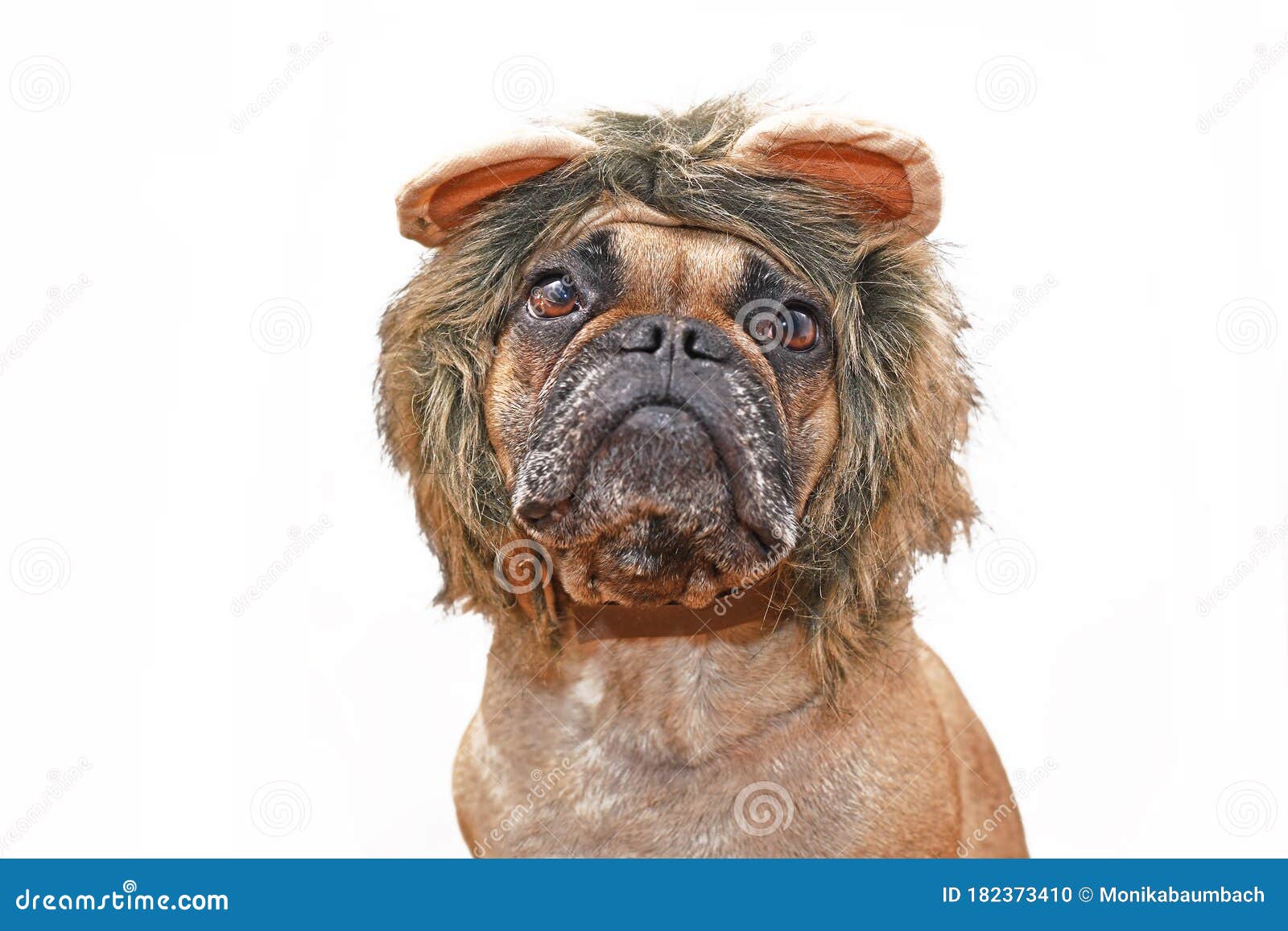 Derretido carbohidrato homosexual Perro De Bulldog Francés Vestido Con La Cabeza De Un Traje De Mane De León Con Fondo Blanco Foto de archivo - Imagen de piel, casta: 182373410 Derretido carbohidrato homosexual Perro De Bulldog Francés Vestido Con La Cabeza De Un Traje De Mane De León Con Fondo Blanco Foto de archivo - Imagen de piel, casta: 182373410