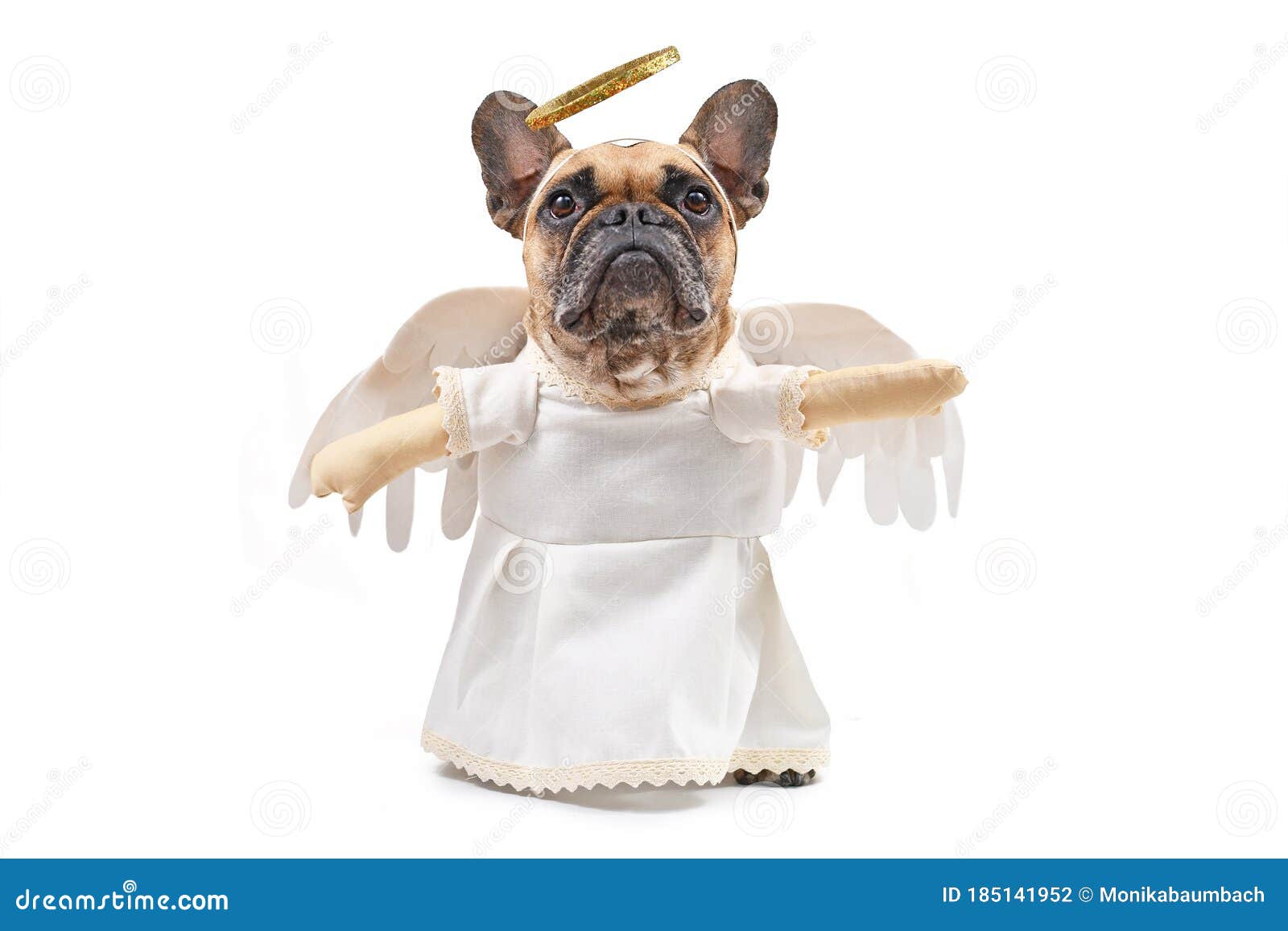 Perro De Bulldog Francés Vestido Con Traje De ángel Con Vestido Blanco, Falsas De Brazos Y Halo Dorado Sobre Fondo Blanco Foto de - Imagen de fondo, 185141952