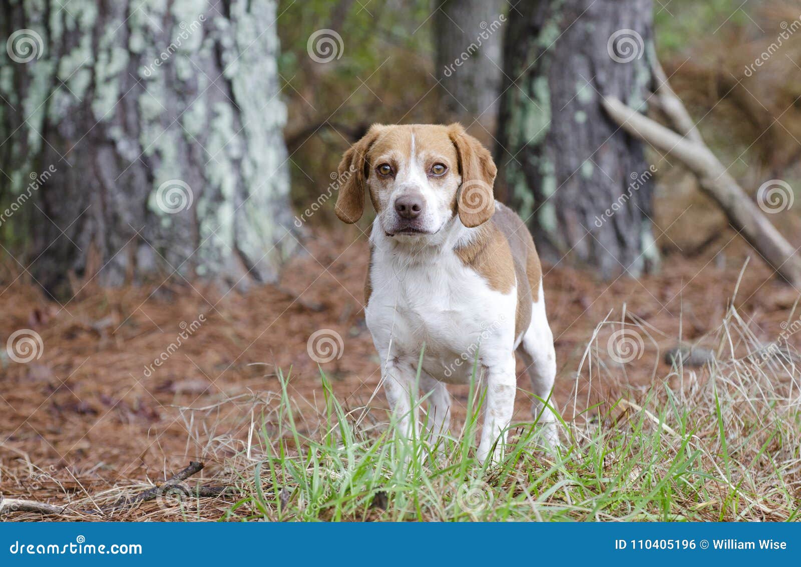 Perro De Caza Mezclado Beagle La Raza Fotos de stock - Fotos libres de  regalías de Dreamstime, image size:1600x1134