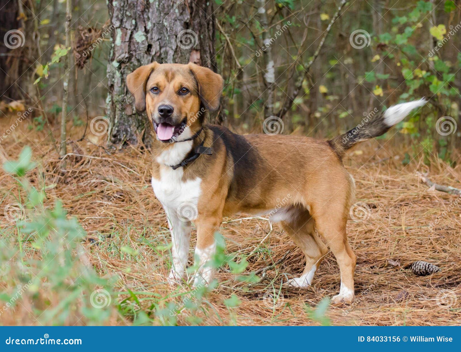 Sabueso mestizo de Beagle foto de archivo. Imagen de grande - 84033156, image size:1600x1222