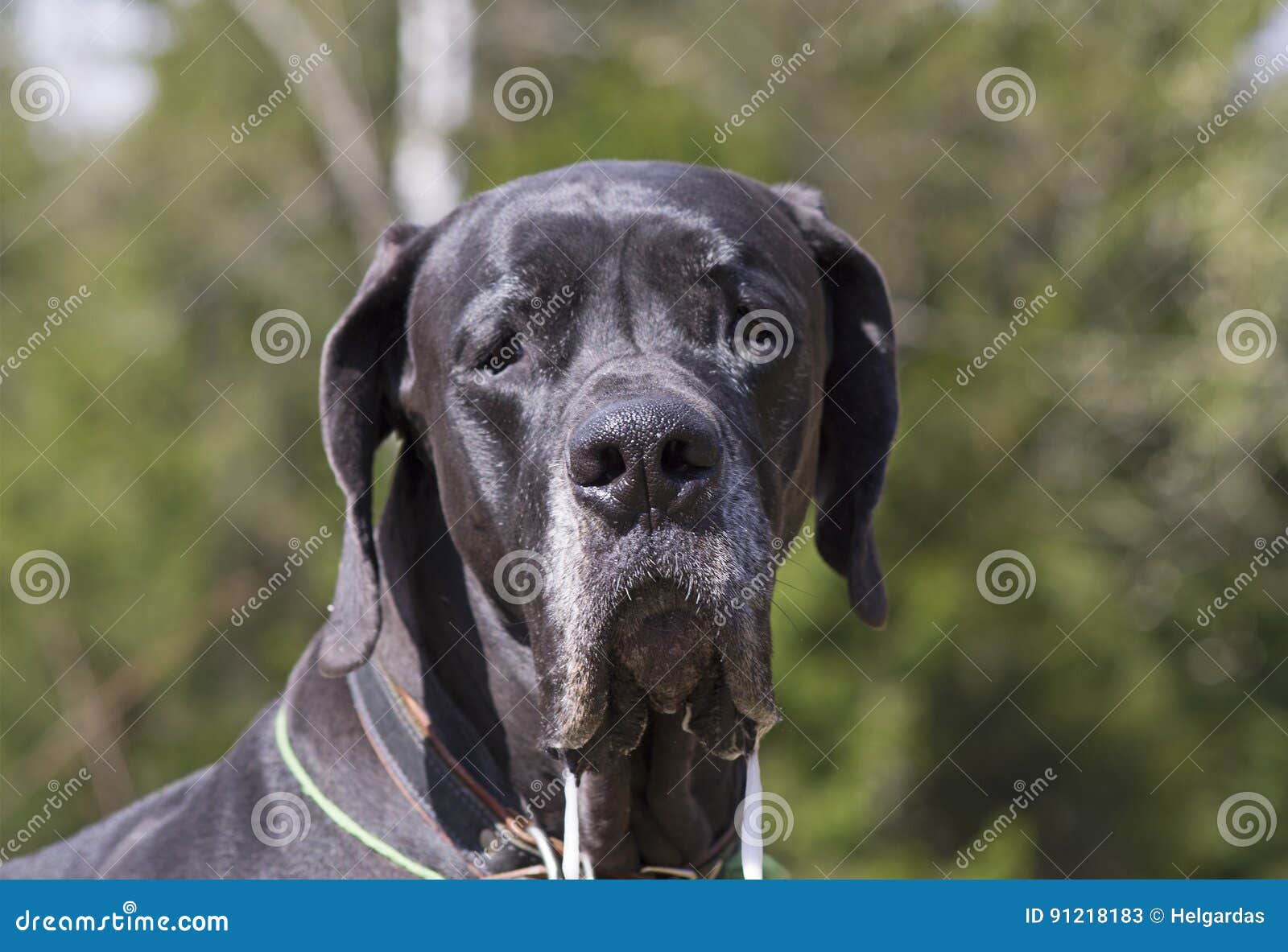 Perro De Great Dane Y Su Baba Imagen de archivo - Imagen de alto,  inmoralidad: 91218183, image size:1600x1183