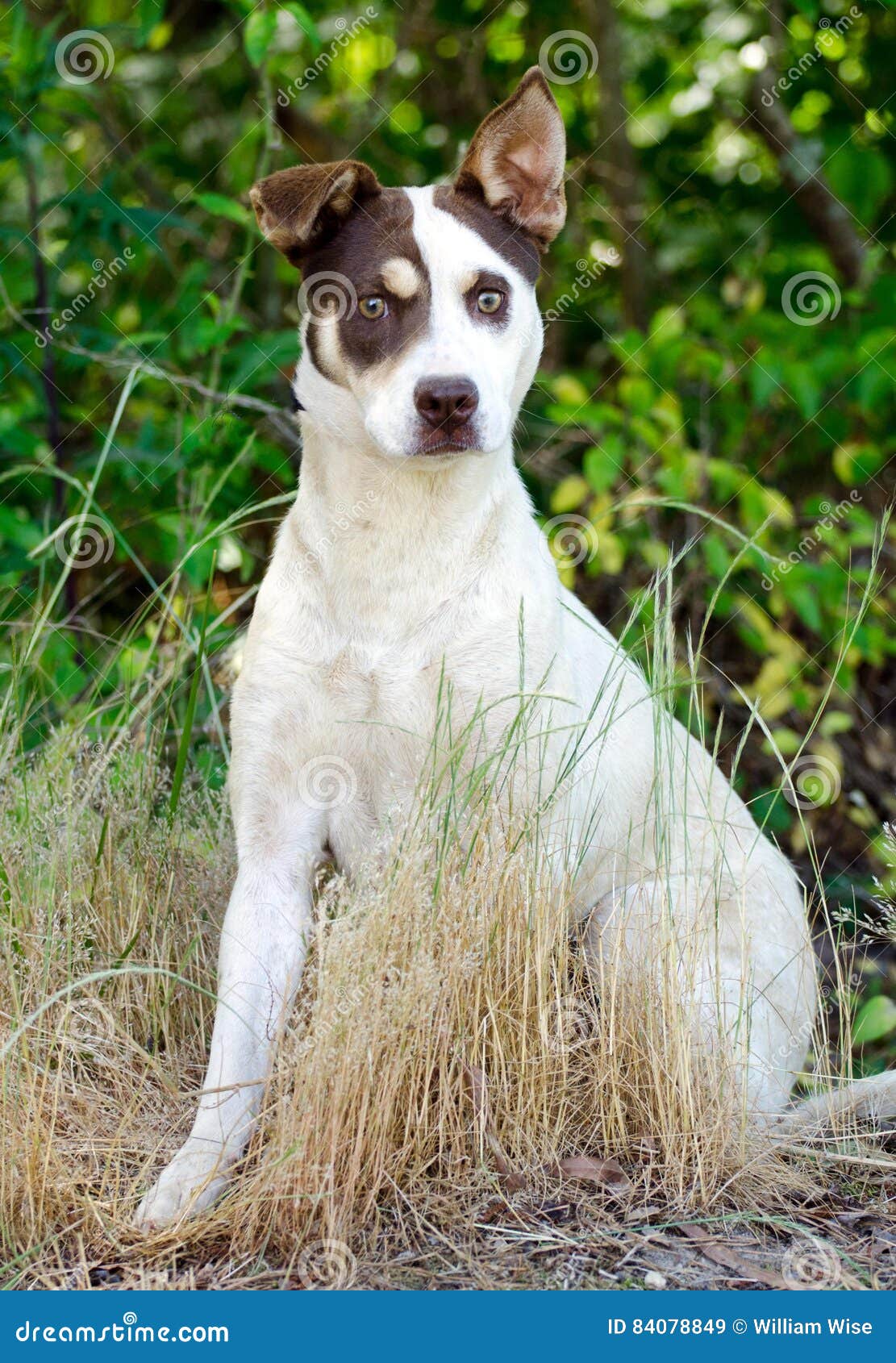 Perro De Jack Russell Terrier Cattledog Mixed Breed Imagen de archivo -  Imagen de buldog, libra: 84078849, image size:1111x1690