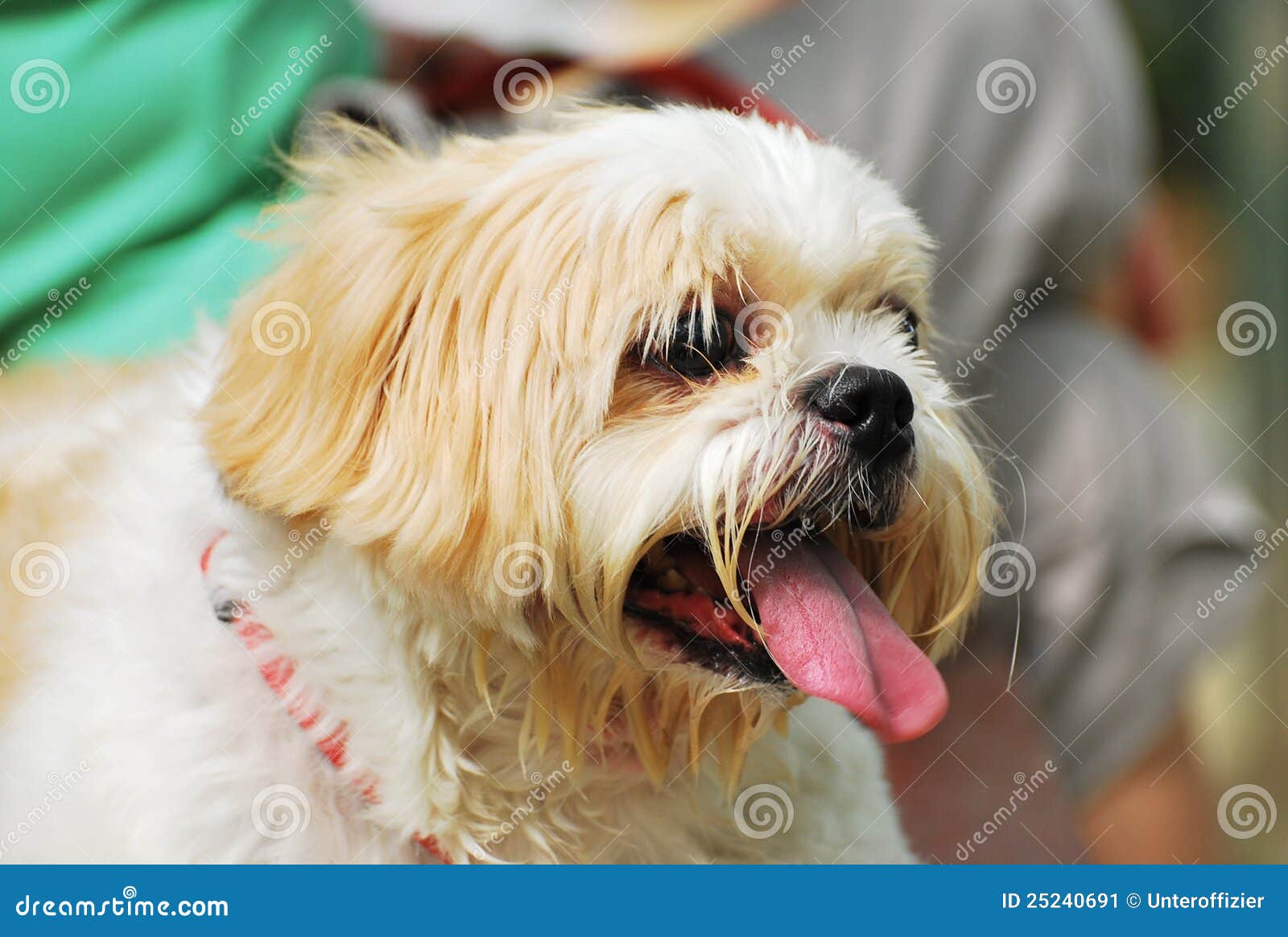 Perro de KyiLeo imagen de archivo. Imagen de pelo, nostrial 25240691