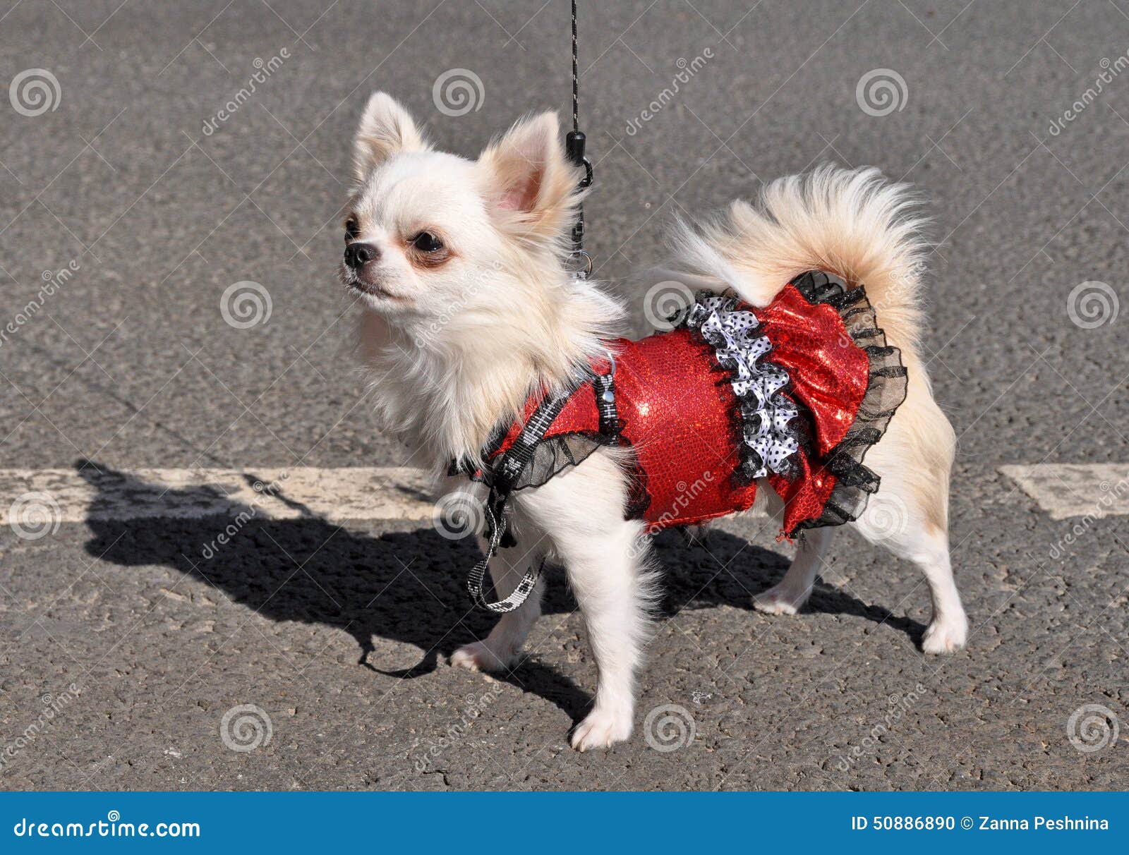 Perro De La Chihuahua En Un Vestido Foto archivo Imagen de mimado: 50886890