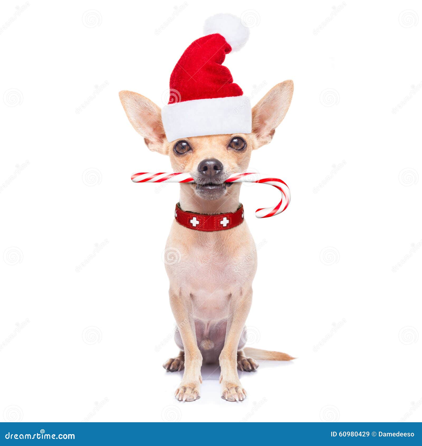 amanecer Asser desenterrar Perro De La Navidad Como Papá Noel Imagen de archivo - Imagen de divertido,  caramelo: 60980429