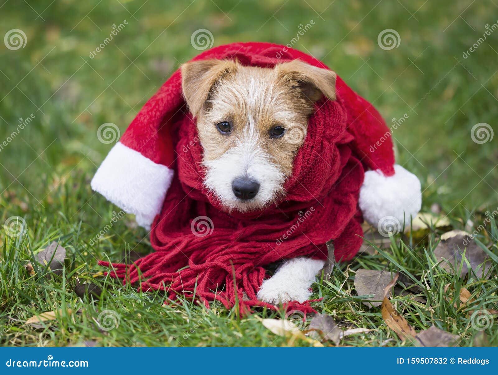 Perro De Mascota De Navidad Cortado Con Pañuelo Y Sombrero Santa Foto de archivo - Imagen de tarjeta, estaci: 159507832