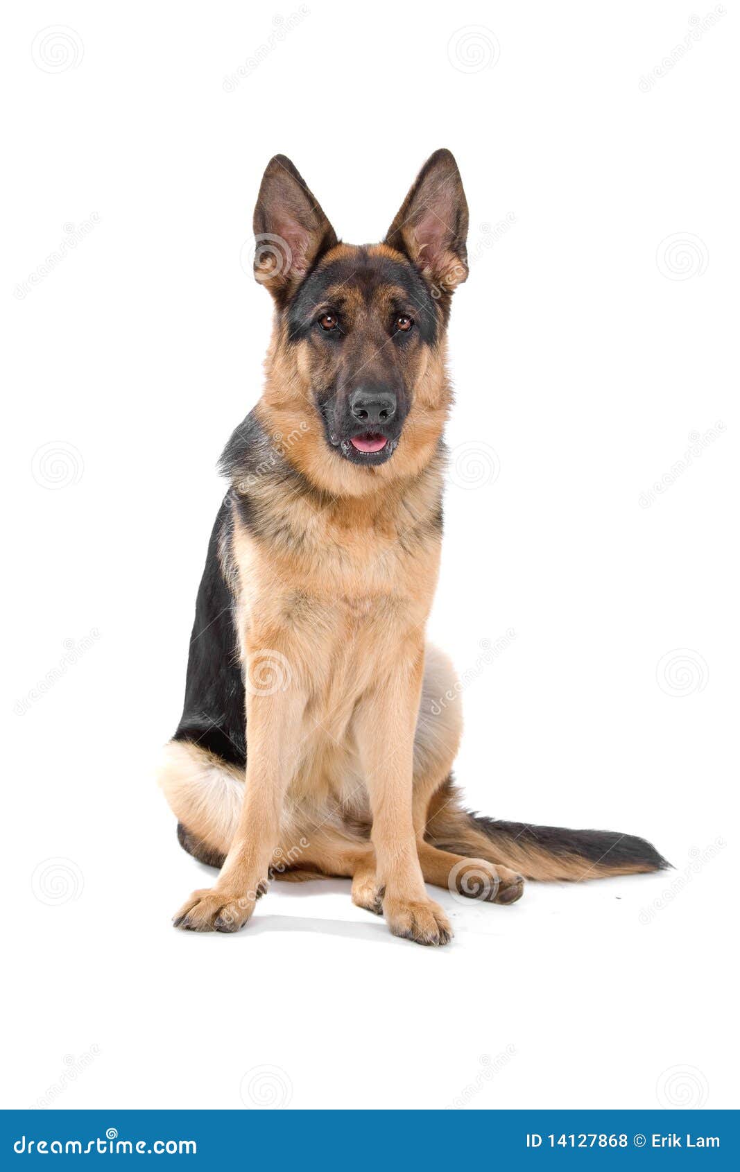 Un retrato del perro de pastor alemán.