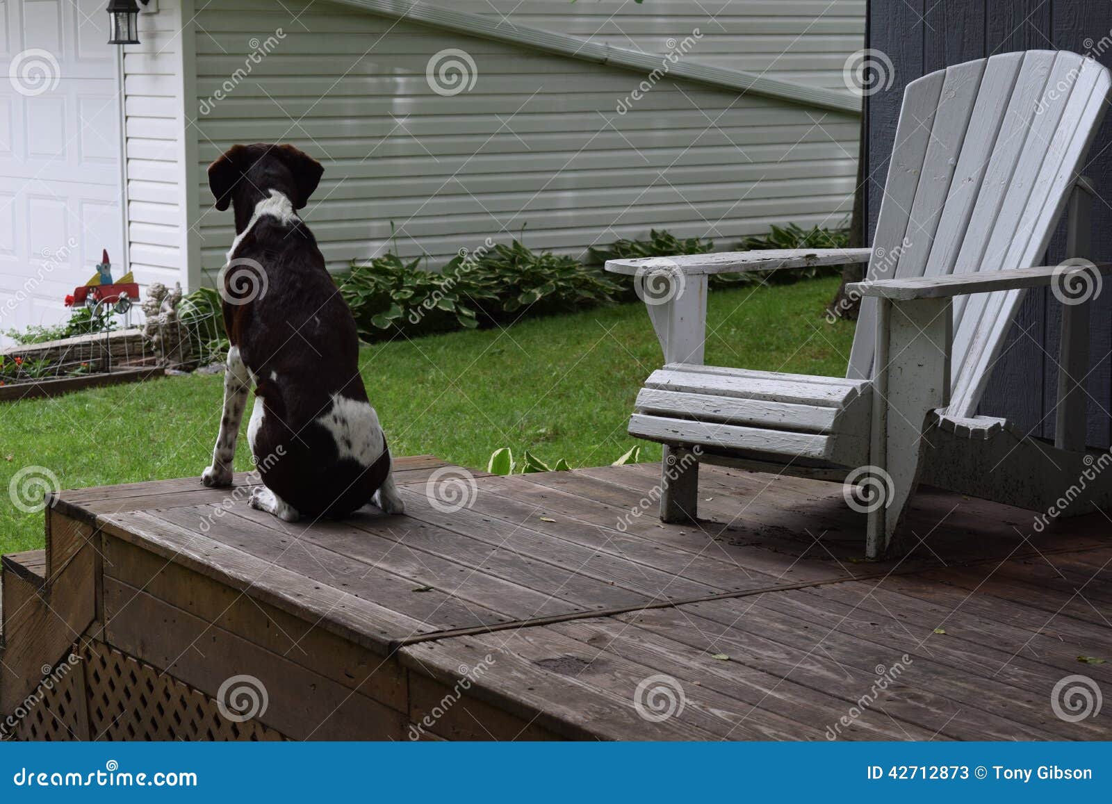 Perro de pensamiento. Persiga el ajuste en el pórtico en el pensamiento que anticipa