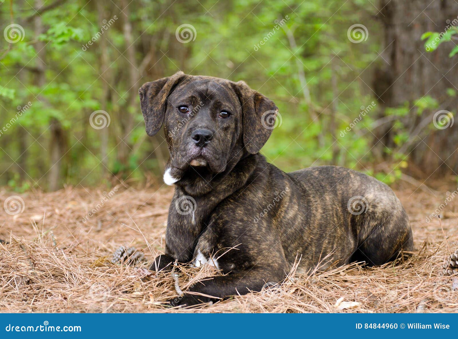 Max for sale in Candor | Lancaster Puppies, image size:1600x1184