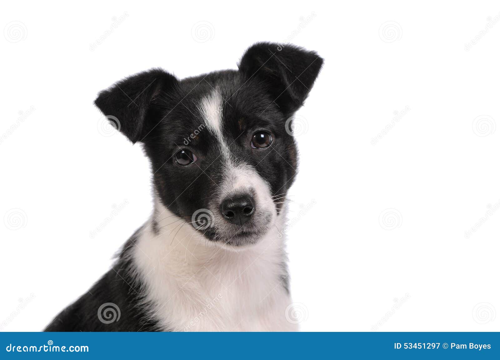 Perro De Perrito Blanco Y Negro Imagen de archivo - Imagen de ojos