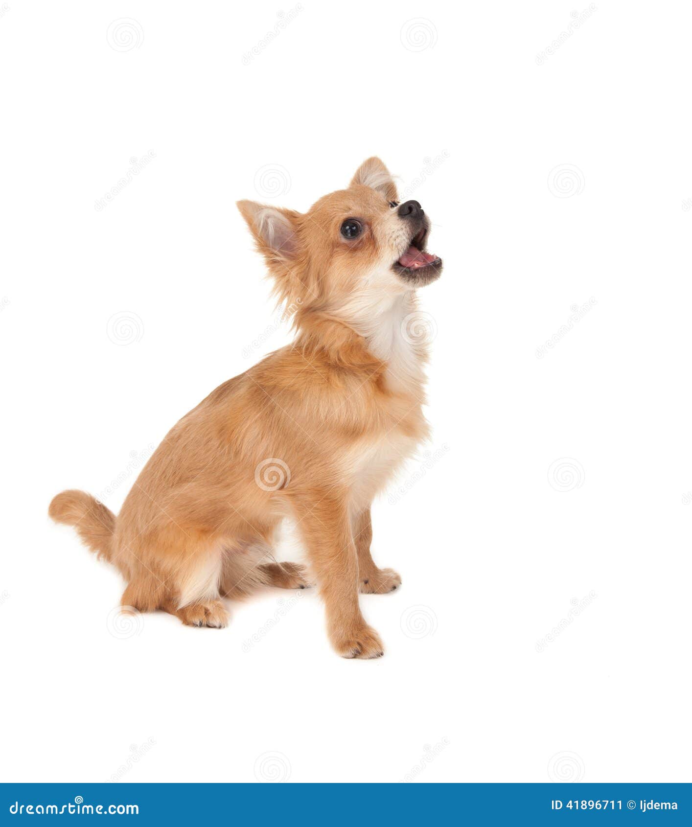 Perro De Perrito De Pelo Largo De La Chihuahua Imagen De Archivo Imagen De Bebe Criado