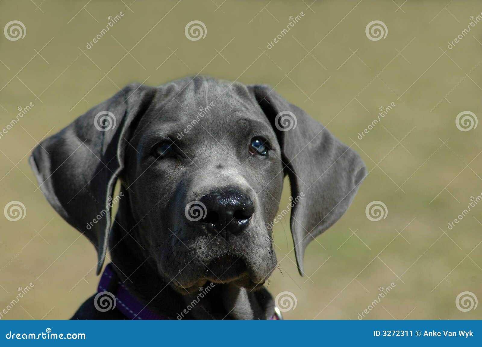 Cachorro Cachorro Gran Danés Imagen de archivo - Imagen de perro, fondo:  3272311, image size:1600x1154