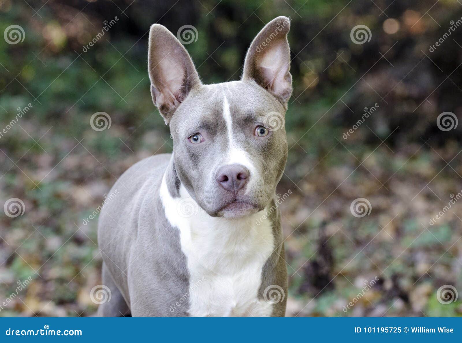 Perro De Perrito Mezclado Terrier De La Raza De Bluenose Pitbull Imagen de  archivo - Imagen de legua, exterior: 101195725, image size:1600x1189